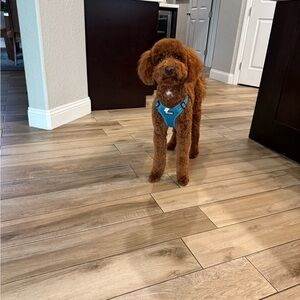 Meet your Posher, Stacey